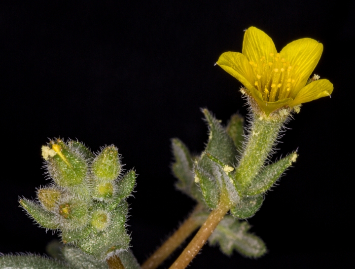 Mentzelia albicaulis 16-6410a.jpg